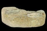 Two Fossil Crinoids (Ulrichicrinus & Scytalocrinus) - Indiana #148993-1